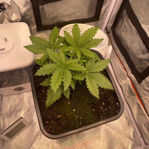 Double Kush Cake Automatic growlog timeline photo