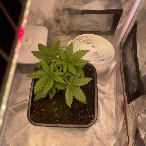 Double Kush Cake Automatic growlog timeline photo
