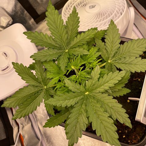 Double Kush Cake Automatic growlog timeline photo