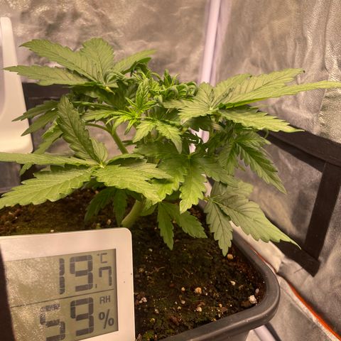 Double Kush Cake Automatic growlog timeline photo