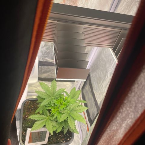 Double Kush Cake Automatic growlog timeline photo
