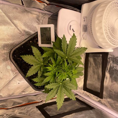 Double Kush Cake Automatic growlog timeline photo