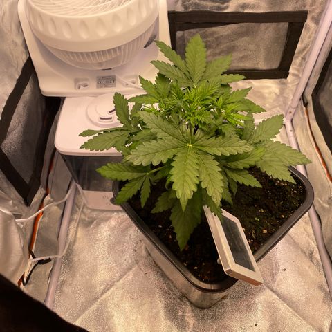 Double Kush Cake Automatic growlog timeline photo
