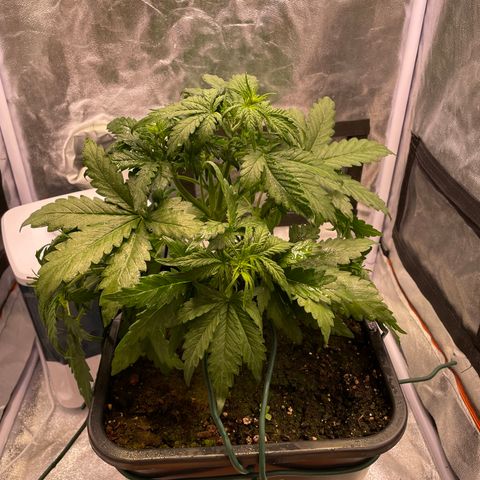 Double Kush Cake Automatic growlog timeline photo