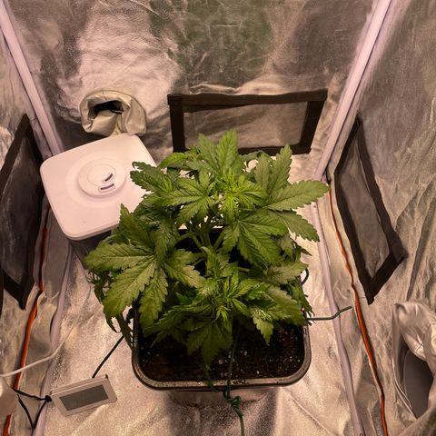 Double Kush Cake Automatic growlog timeline photo