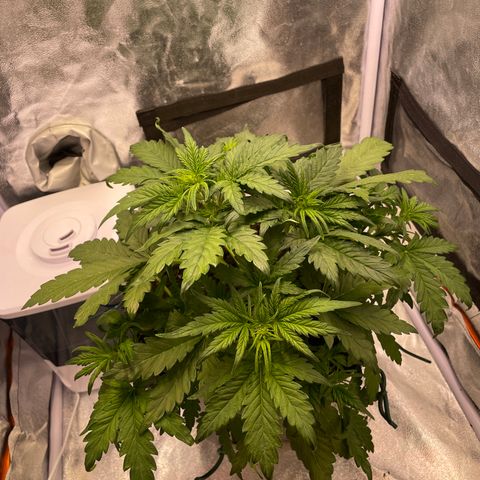 Double Kush Cake Automatic growlog timeline photo