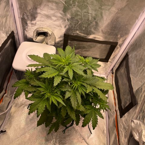 Double Kush Cake Automatic growlog timeline photo