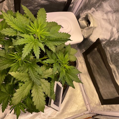 Double Kush Cake Automatic growlog timeline photo