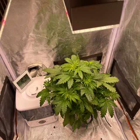 Double Kush Cake Automatic growlog timeline photo