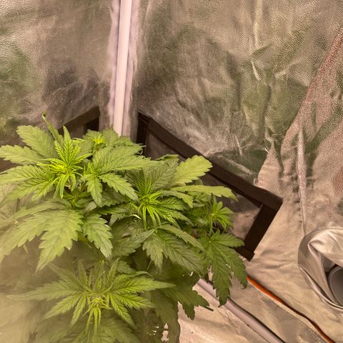 Double Kush Cake Automatic growlog timeline photo