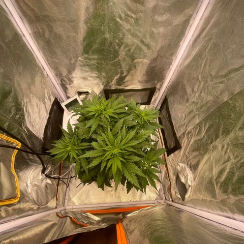 Double Kush Cake Automatic growlog timeline photo