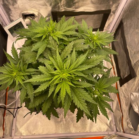 Double Kush Cake Automatic growlog timeline photo