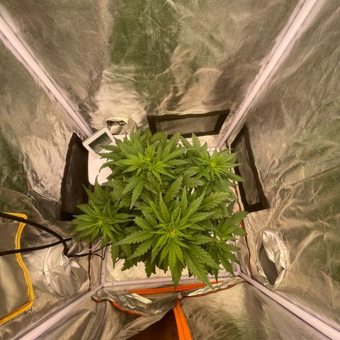 Double Kush Cake Automatic growlog timeline photo