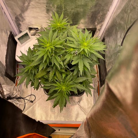 Double Kush Cake Automatic growlog timeline photo