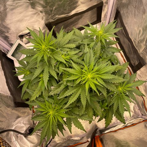 Double Kush Cake Automatic growlog timeline photo