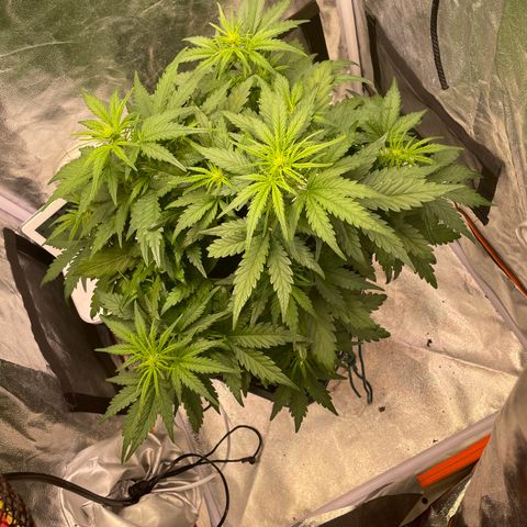 Double Kush Cake Automatic growlog timeline photo