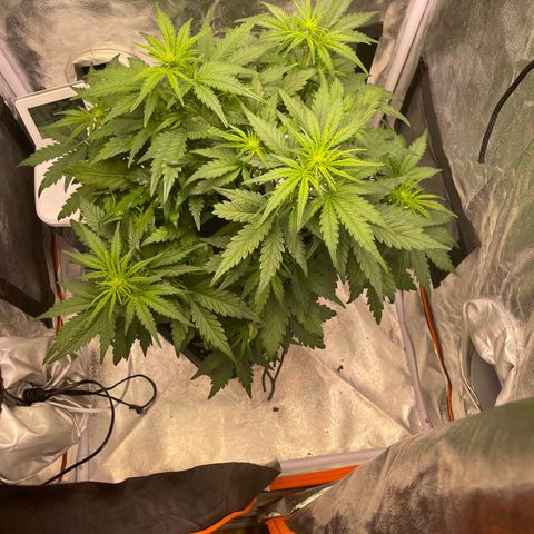 Double Kush Cake Automatic growlog timeline photo