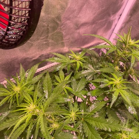 Double Kush Cake Automatic growlog timeline photo