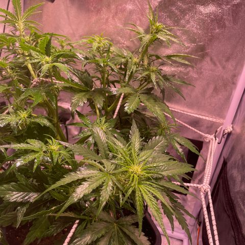 Double Kush Cake Automatic growlog timeline photo