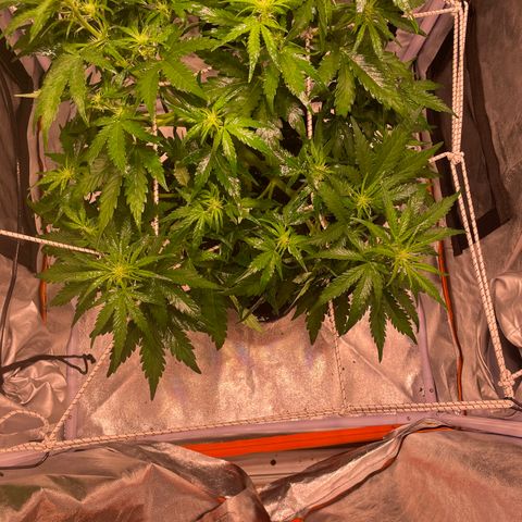 Double Kush Cake Automatic growlog timeline photo