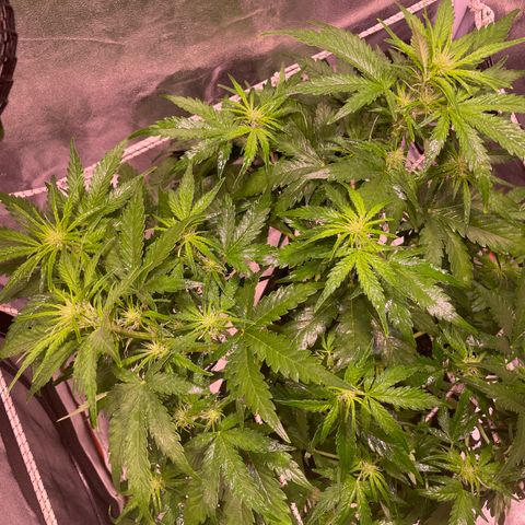 Double Kush Cake Automatic growlog timeline photo