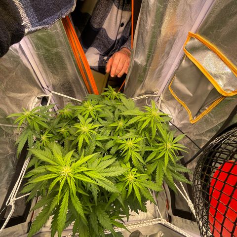 Double Kush Cake Automatic growlog timeline photo