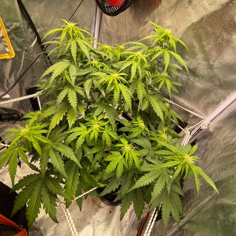 Double Kush Cake Automatic growlog timeline photo