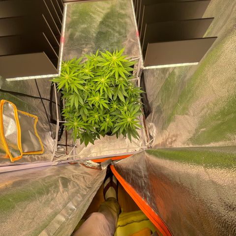 Double Kush Cake Automatic growlog timeline photo