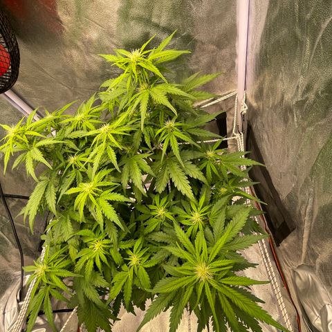 Double Kush Cake Automatic growlog timeline photo