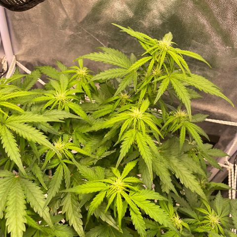 Double Kush Cake Automatic growlog timeline photo