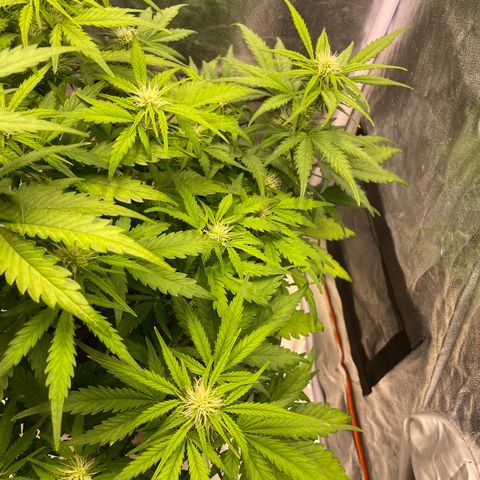 Double Kush Cake Automatic growlog timeline photo