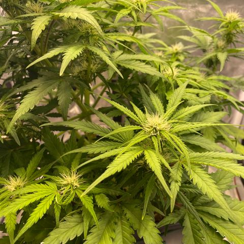 Double Kush Cake Automatic growlog timeline photo