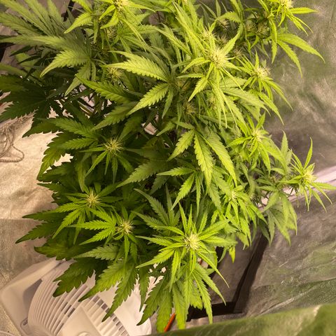 Double Kush Cake Automatic growlog timeline photo