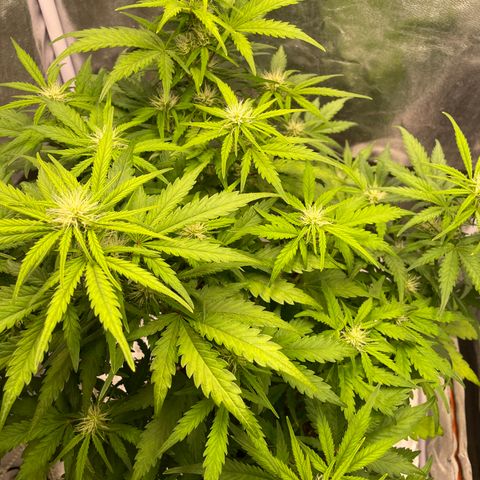 Double Kush Cake Automatic growlog timeline photo