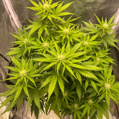 Double Kush Cake Automatic growlog timeline photo