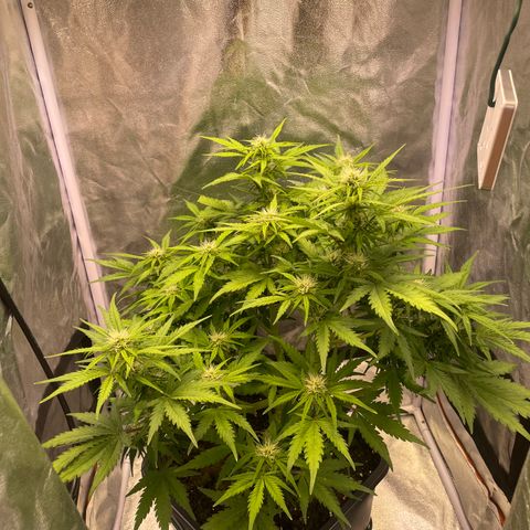 Double Kush Cake Automatic growlog timeline photo