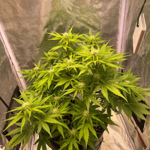 Double Kush Cake Automatic growlog timeline photo