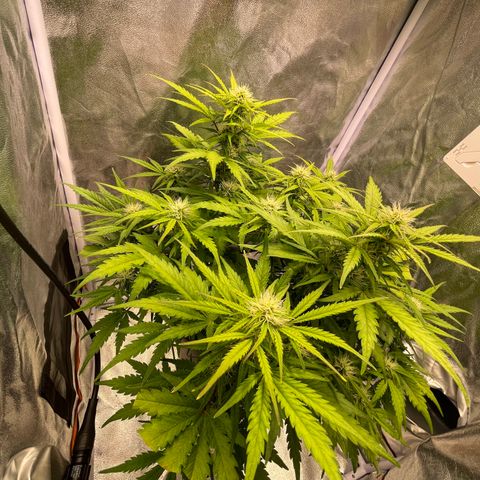 Double Kush Cake Automatic growlog timeline photo