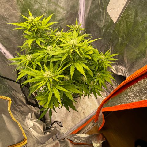 Double Kush Cake Automatic growlog timeline photo
