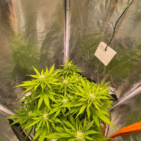 Double Kush Cake Automatic growlog timeline photo