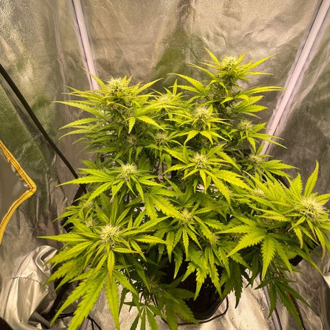 Double Kush Cake Automatic growlog timeline photo
