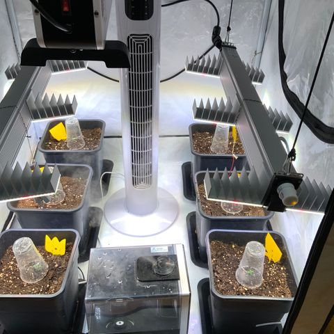 Auto Afghan Skunk growlog timeline photo