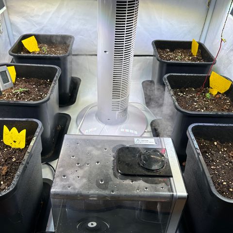 Auto Afghan Skunk growlog photo: Abdeckungen entfernt 
Feuchtigkeit 70% 