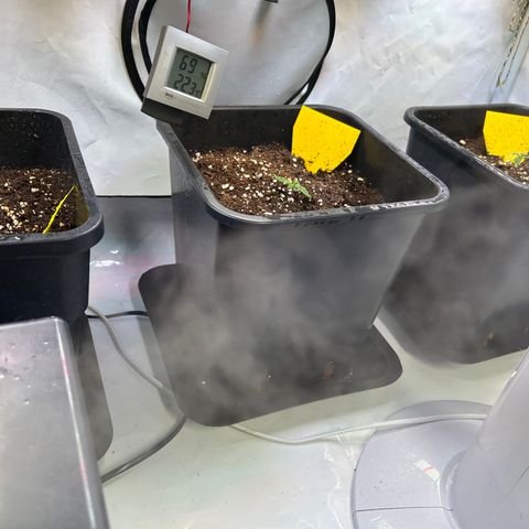 Auto Afghan Skunk growlog photo: Abdeckungen entfernt 
Feuchtigkeit 70% 