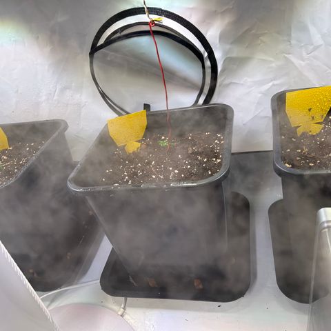 Auto Afghan Skunk growlog photo: Abdeckungen entfernt 
Feuchtigkeit 70% 