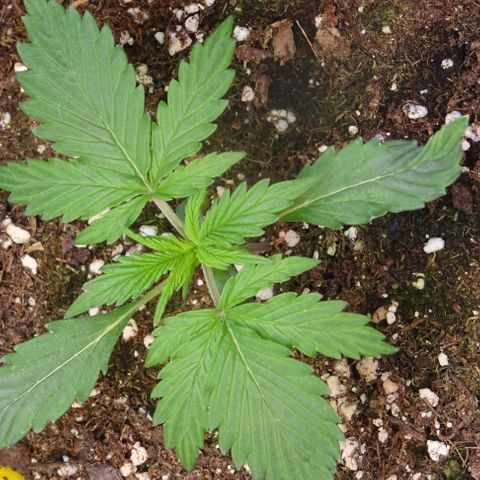 Auto Afghan Skunk growlog photo: Nach 7 Tagen