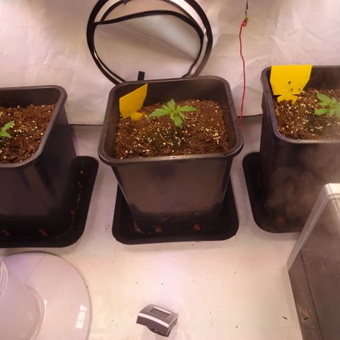 Auto Afghan Skunk growlog photo: Nach 7 Tagen