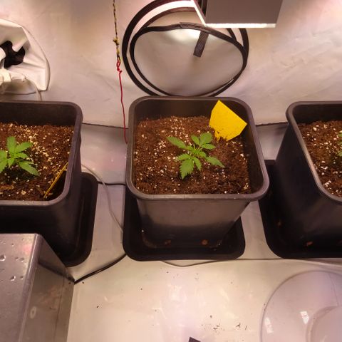 Auto Afghan Skunk growlog photo: Nach 7 Tagen