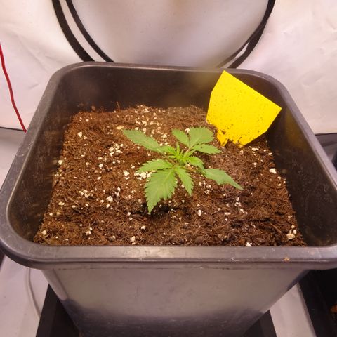 Auto Afghan Skunk growlog photo: Nach 7 Tagen