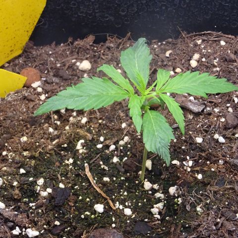 Auto Afghan Skunk growlog photo: Nach 7 Tagen